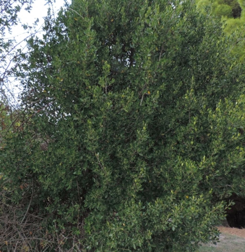 Rhamnus alaternus